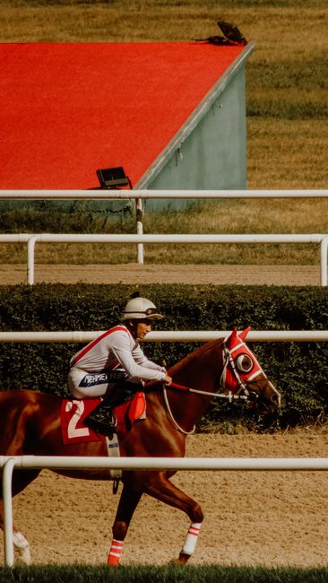 Jument au galop sur terrain souple : le profil type des partantes du Prix de l'Elevage